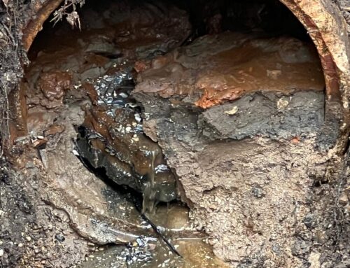 Root Infestation Cleared in Farnborough